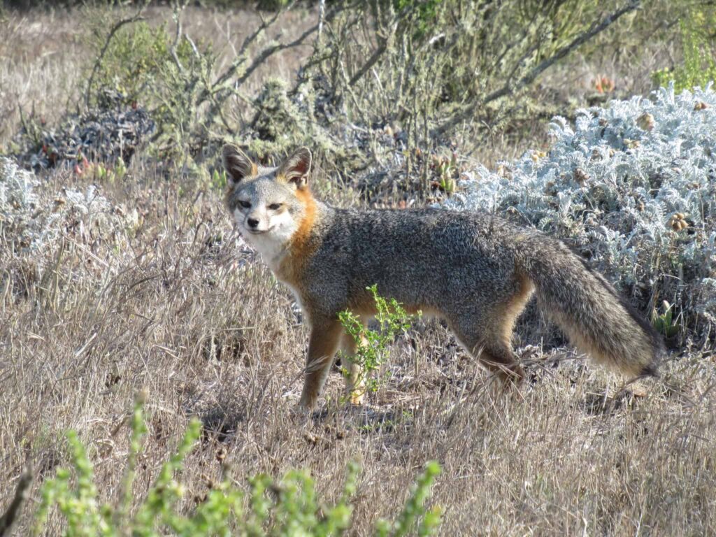 parasite san miguel foxes 1