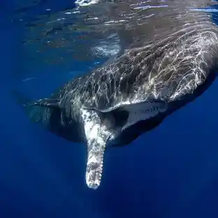 whale